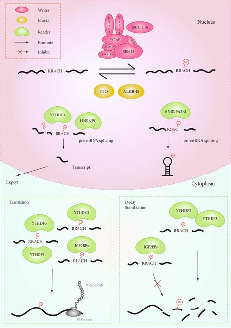 Figure From The Role Of N Methyladenosine In Inflammatory Diseases