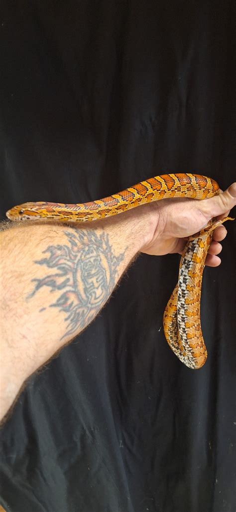 ADULT FEMALE CORN SNAKE Reptile Mart