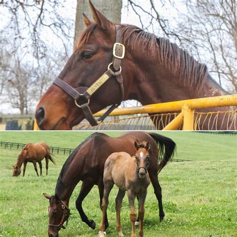 VISIT HORSE COUNTRY | Combo Tours in Horse Country: 2-in-1 Tickets