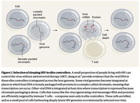 hiv viral reservoir quality  quantity matters immunopaedia