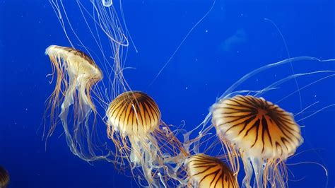 Best 3 things to do in Vancouver Aquarium