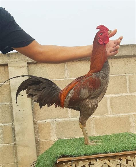 Nama Ayam Bangkok Berdasarkan Warna Bulu Ide Perpaduan Warna