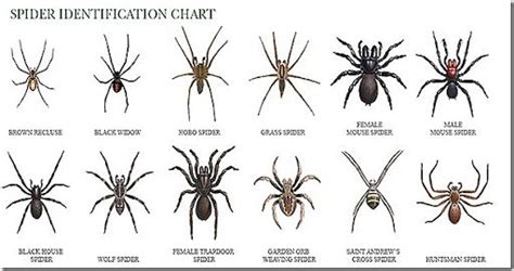 Haus of Girls: Lend Me Your Eyes. | Spider identification chart, Spider identification, Brown ...