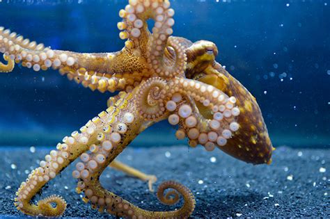 tracking   path  octopus  squid sensing capabilities