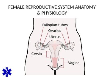 Emt Emr Gynecological Emergencies Ppt Presentation By Bruce Vincent