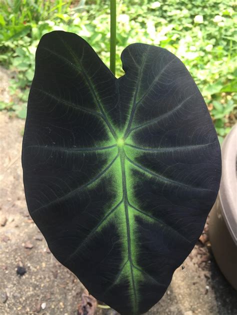 Photo Of The Leaves Of Imperial Taro Colocasia Esculenta Black Beauty