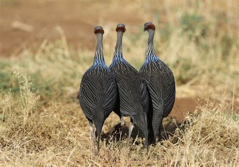 Tsavo West National Park – Abupet Safari Ventures