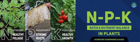 Npk Ratio And Nutrient Balance In Plants