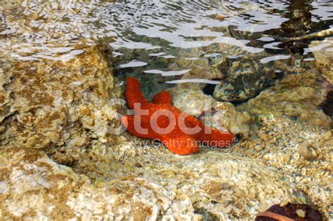 Starfish Underwater Stock Photo | Royalty-Free | FreeImages