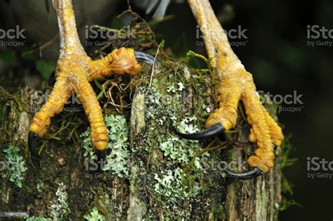 Harrier Hawk Talons Stock Photo - Download Image Now - Animal, Animal ...