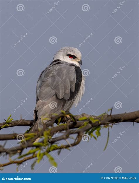 Black Winged Kite Or Elanus Caeruleus Observed Near Nalsarovar In