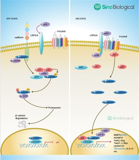 Canonical Wnt Pathway Sino Biological