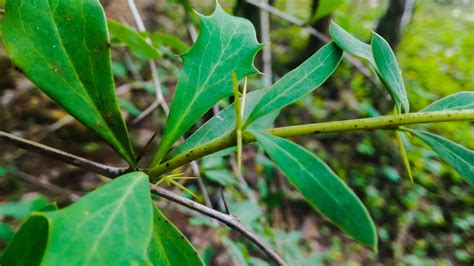 Medicinal Plants Documentary DARUHARIDRA Berberis Aristata YouTube