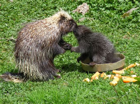 Definitive Guide To North American Porcupine Facts, Habitat ...