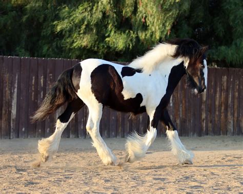 Gypsy Vanner Horses: Breed Profile, Facts and Care - Seriously Equestrian