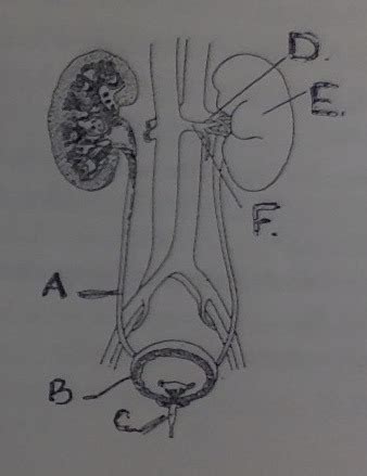 Excretory System Diagram Diagram | Quizlet