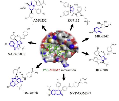 Small Molecule Mdm2x Inhibitors And Protac Degraders For Cancer