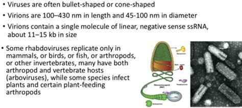 19) Virology (Rhabdoviridae) Flashcards | Quizlet