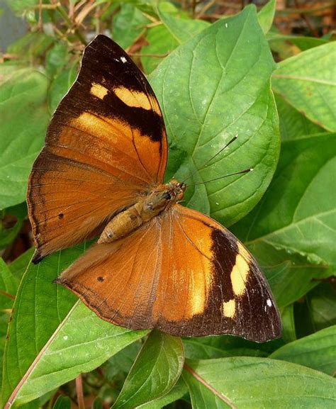 Two Butterflies Sitting On Top Of Green Leaves