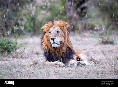 Dark mane lion grasslands hi-res stock photography and images - Alamy