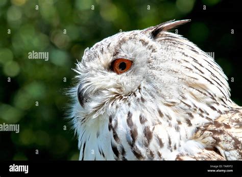 El Siberiano B Ho Real Bubo Bubo Sibiricus Es El B Ho M S Grande En El