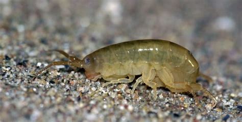 Terrestrial Amphipods 101 The World Of The Sand Hoppers 2022