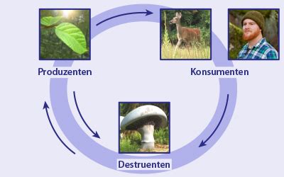 Pilze Flechten Produzenten Konsumenten Destruenten