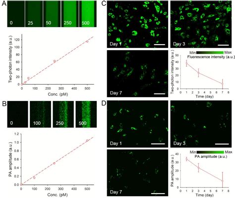 Figure 3 From Labeling Human Mesenchymal Stem Cells With Gold Nanocages