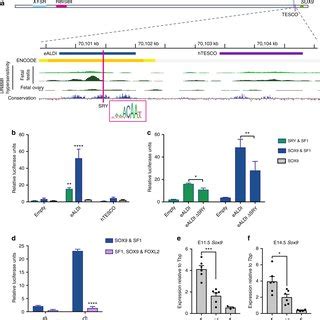 Gonadal Development And Sex Determination In Mouse Request PDF