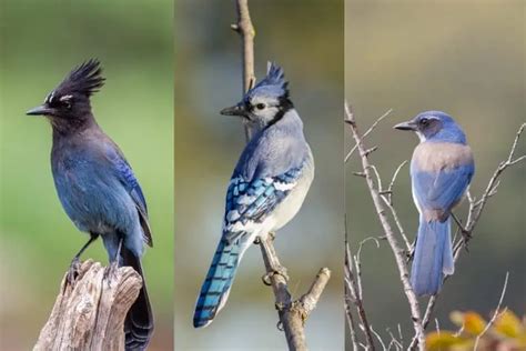 Birds Similar To Blue Jays With Photos Bird Feeder Hub