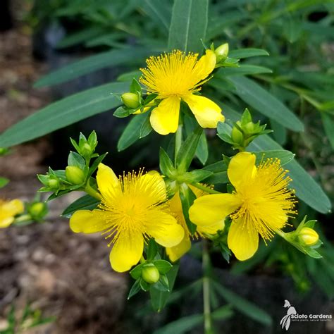 Hypericum Kalmianum Gemo Kalm S St John S Wort Scioto Gardens