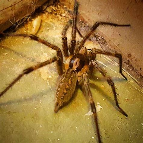 Tegenaria Gigantea The Giant House Spider Agelenopsis Bugguidenet