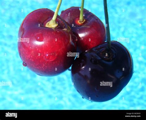 3 Cherries Stock Photo Alamy