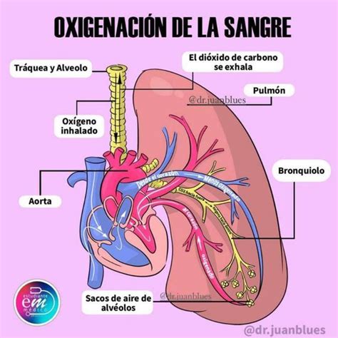 Oxigenación de la Sangre YUDOC ORG uDocz