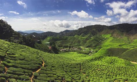 Cameron Highlands: Nature experience in Malaysia! Tips for tea ...