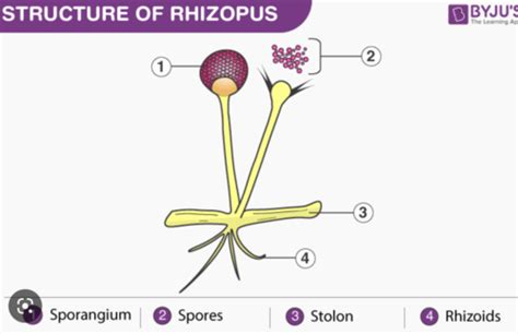 Lab Biology 2 Practical 1 Protists And Fungi Flashcards Quizlet