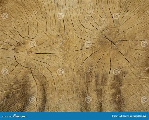 Old Oak Tree Trunk Wood Texture Stock Image Image Of Crack