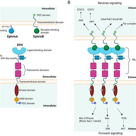 Schematic Representation Of The Structure A And Signaling B Of