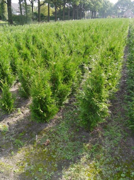 Lebensbaum Gelderland Thuja Plicata Gelderland