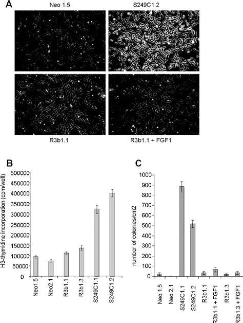 Fgfr3b S249c Transforms Nih 3t3 Cells In Vitro A Morphological