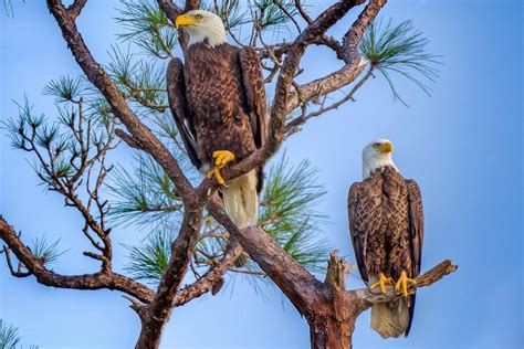 Top 5 Sites to See Bald Eagles in Florida - A Birdwatcher's Guide