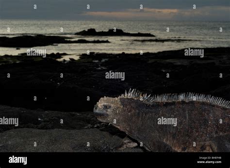 Galapagos marine iguana Stock Photo - Alamy