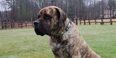 American Mastiff Breed