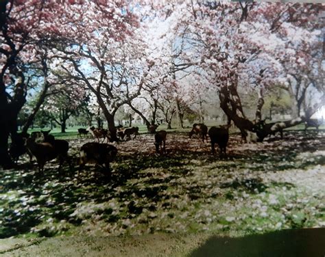 Cedar Park Cemetery in Calumet Park, Illinois - Find a Grave Cemetery