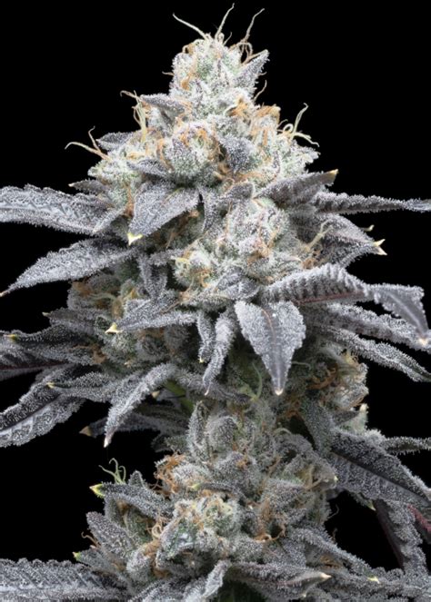 Moonbow Strain Info / Moonbow Weed By Premium Cultivars - GrowDiaries