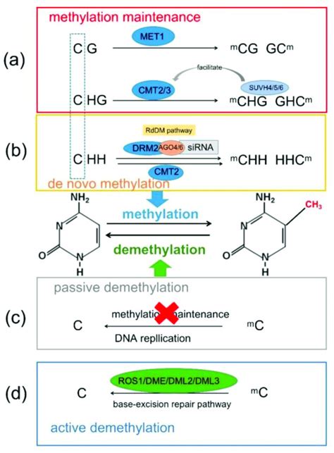 Dynamics Of DNA Methylation In Plants H A T Or C Two DNA