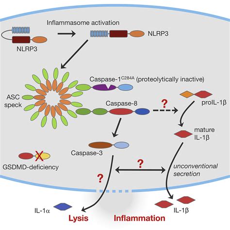 The Inflammasome Drives GSDMD Independent Secondary Pyroptosis And IL 1