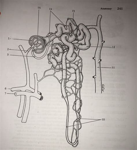 Nephron Diagram Unlabeled