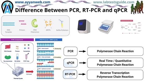 Pcr Test Method Lab Tests Guide Hot Sex Picture