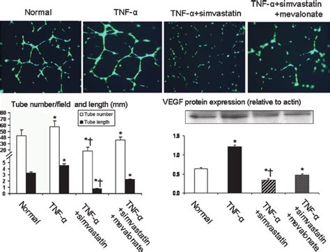 In Vitro Angiogenic Function Of Human Umbilical Vein Endothelial Cells